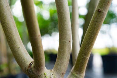 Acer saccharinum cépée