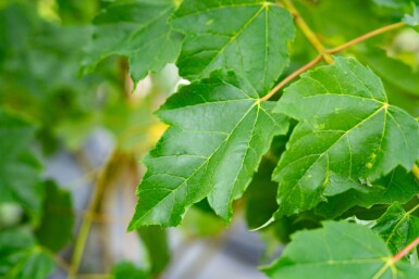 Acer saccharinum cépée