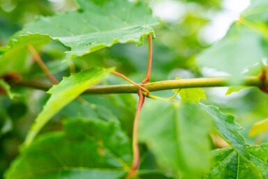 Acer saccharinum cépée