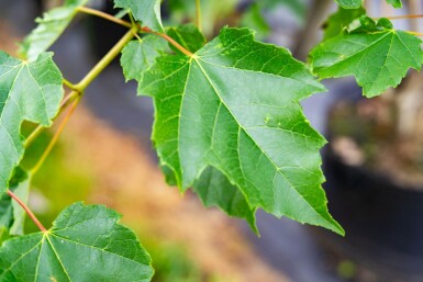 Acer saccharinum cépée
