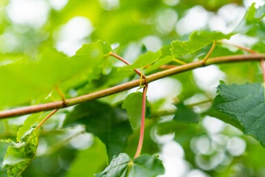 Acer saccharinum cépée