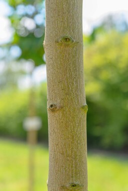 Acer saccharinum cépée