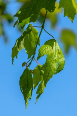 Acer saccharinum cépée