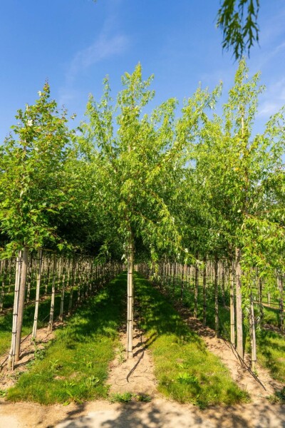 Acer saccharinum 'Laciniatum Wieri' haute-tige
