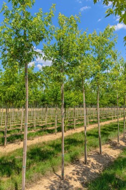 Acer saccharinum 'Laciniatum Wieri' haute-tige
