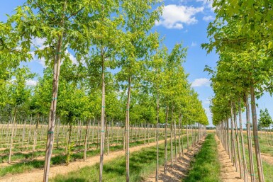 Acer saccharinum 'Laciniatum Wieri' haute-tige