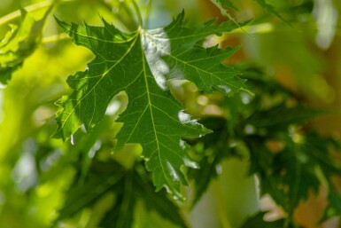 Acer saccharinum 'Laciniatum Wieri' haute-tige
