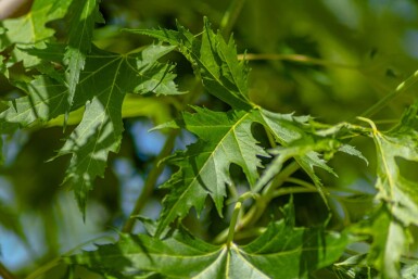 Acer saccharinum 'Laciniatum Wieri' haute-tige