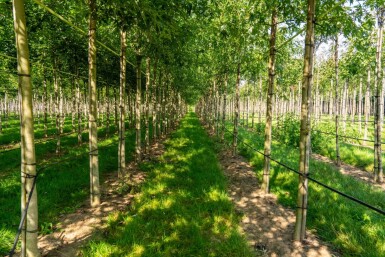 Acer saccharinum 'Laciniatum Wieri' haute-tige