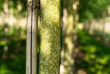 Acer saccharinum 'Laciniatum Wieri' haute-tige