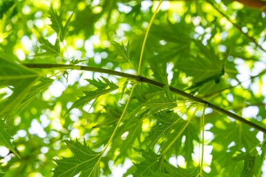 Acer saccharinum 'Laciniatum Wieri' haute-tige