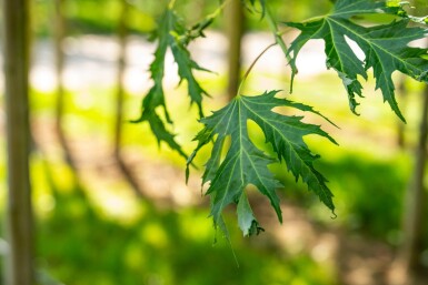 Acer saccharinum 'Laciniatum Wieri' haute-tige