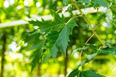 Acer saccharinum 'Laciniatum Wieri' haute-tige