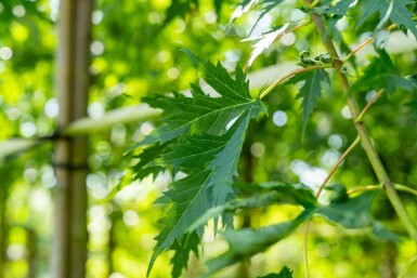 Acer saccharinum 'Laciniatum Wieri' haute-tige