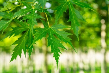 Acer saccharinum 'Laciniatum Wieri' haute-tige
