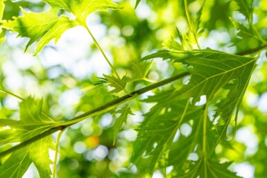 Acer saccharinum 'Laciniatum Wieri' haute-tige