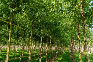 Acer saccharinum 'Laciniatum Wieri' haute-tige