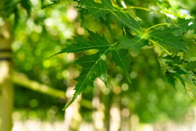 Acer saccharinum 'Laciniatum Wieri' haute-tige