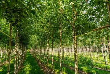 Acer saccharinum 'Laciniatum Wieri' haute-tige