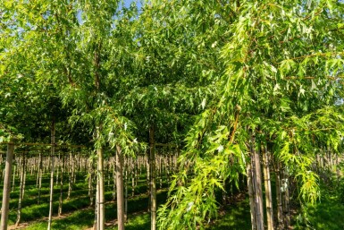 Acer saccharinum 'Laciniatum Wieri' haute-tige