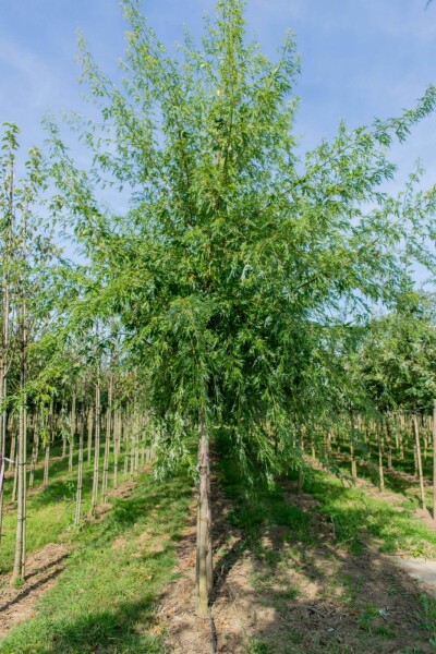 Acer saccharum haute-tige 10/12