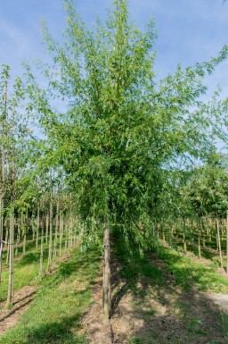 Acer saccharum haute-tige