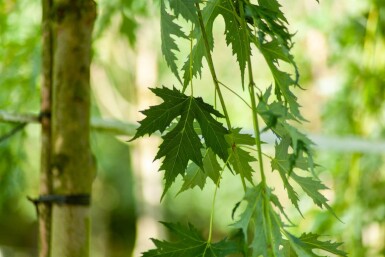 Acer saccharum haute-tige