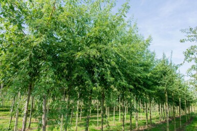Acer saccharum haute-tige 10/12