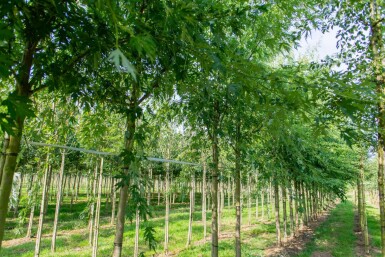 Acer saccharum haute-tige 10/12
