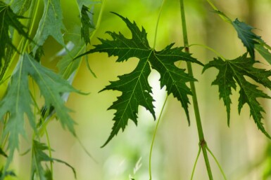 Acer saccharum haute-tige 10/12