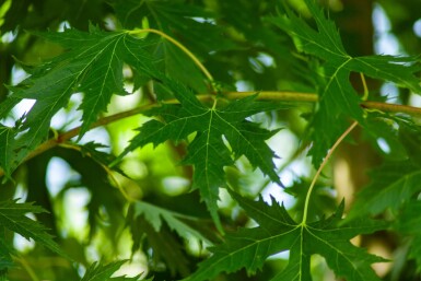 Acer saccharum haute-tige 10/12