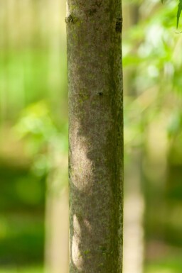 Acer saccharum haute-tige 10/12