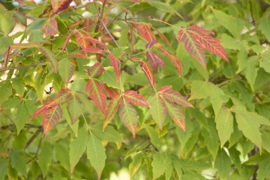 Acer saccharum cépée