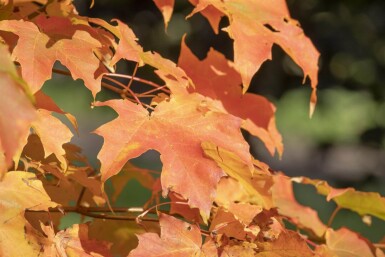 Acer saccharum cépée