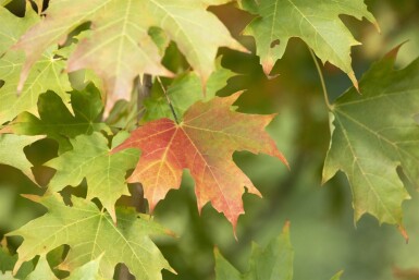 Acer saccharum cépée