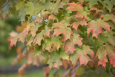 Acer saccharum cépée