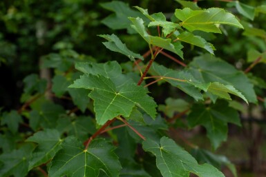 Acer tataricum haute-tige