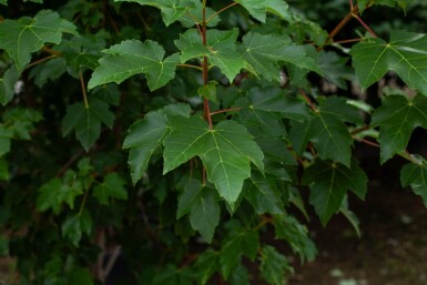 Acer tataricum haute-tige