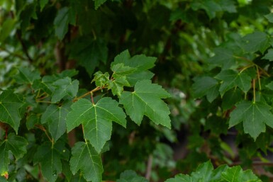Acer tataricum haute-tige