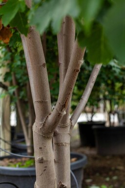 Acer tataricum haute-tige