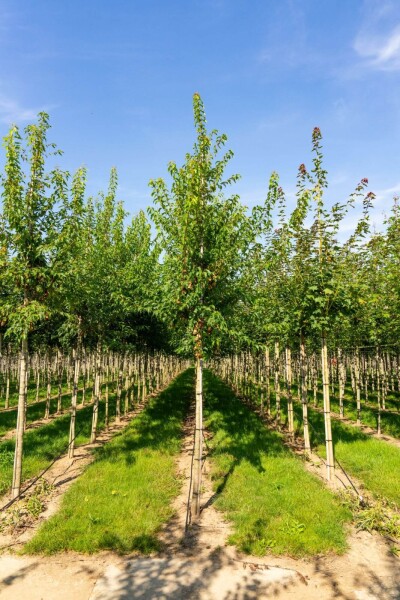 Acer tataricum subsp. ginnala haute-tige 10/12