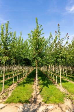 Acer tataricum subsp. ginnala haute-tige