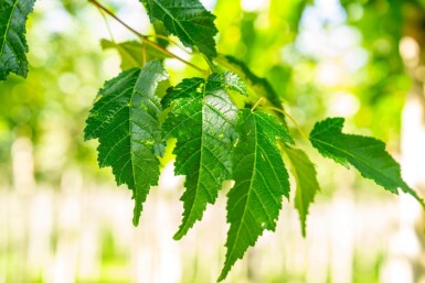 Acer tataricum subsp. ginnala haute-tige