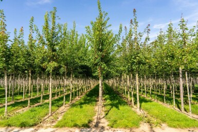 Acer tataricum subsp. ginnala haute-tige 10/12