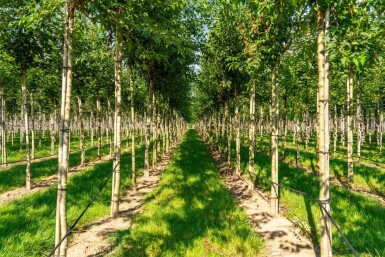 Acer tataricum subsp. ginnala haute-tige 10/12
