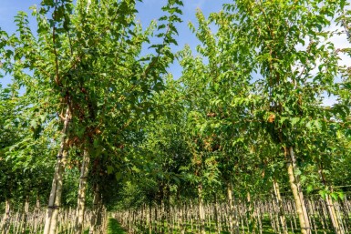 Acer tataricum subsp. ginnala haute-tige 10/12
