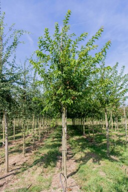 Acer tataricum subsp. ginnala haute-tige 10/12
