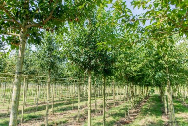 Acer tataricum subsp. ginnala haute-tige 10/12