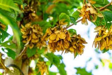Acer tataricum subsp. ginnala haute-tige 10/12