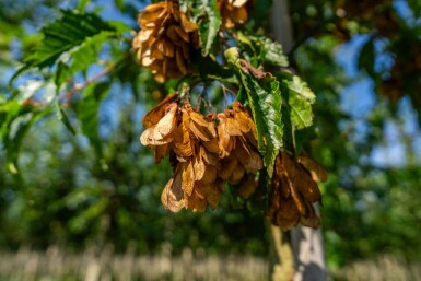 Acer tataricum subsp. ginnala haute-tige 10/12